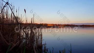 清晨清晨，远处的房子和平静的湖泊在夏季前景。 宁静湖滨自然与建筑